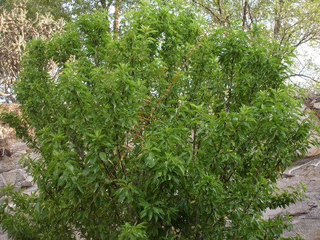 The red line may help you see the approximately straight line of dead leaves on this otherwise healthy almond tree