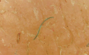 Green strand 2019-08-12 at 2.37.57 PM sm.jpg