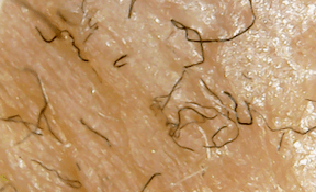 Many fibers 2019-08-12 at 12.47.18 PM sm