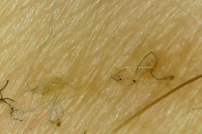 Fibers on 10-14-19 at 7.44 AM #3 copy.jpg