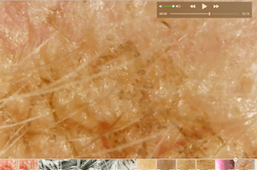 Fungus maybe 2019-12-29 at 3.10.41 PM copy.png