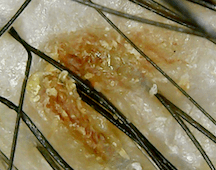 Microwave Shot 2019-08-12 at 12.02.27 PM sm.png