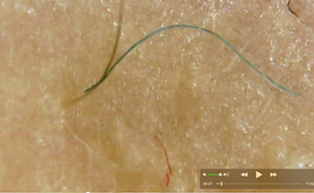 Screen Shot Fibers 2019-10-15 at 9.12.35 AM copy.png